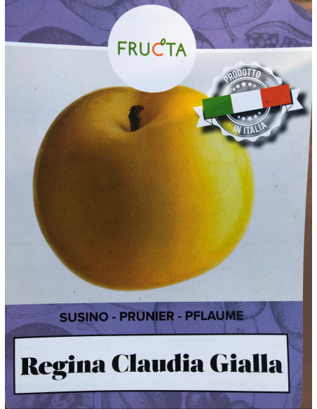 SUSINO REGINA CLAUDIA GIALLA