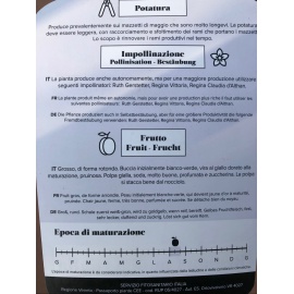 SUSINO REGINA CLAUDIA GIALLA 2