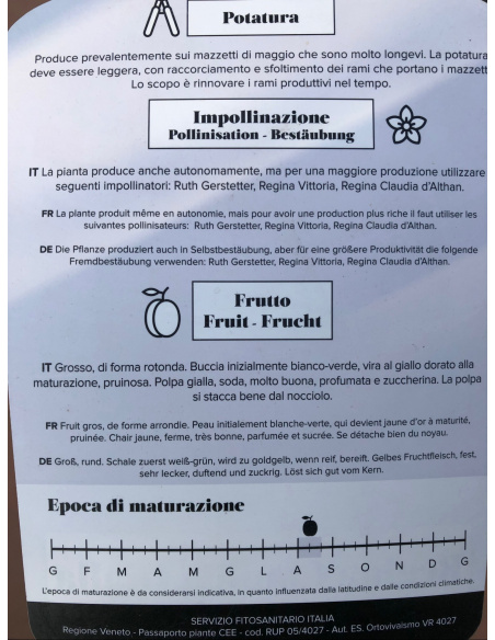 SUSINO REGINA CLAUDIA GIALLA