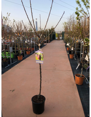 SUSINO REGINA CLAUDIA VIOLA