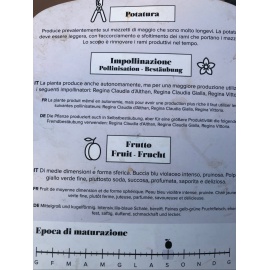 SUSINO REGINA CLAUDIA VIOLA 2