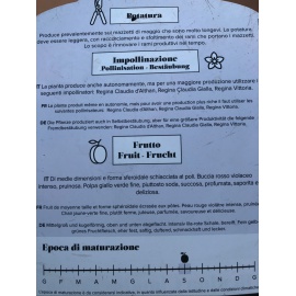 SUSINO REGINA CLAUDIA ROSSA 2