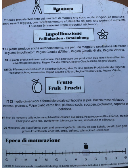 SUSINO REGINA CLAUDIA ROSSA