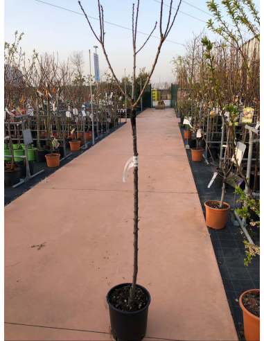 SUSINO REGINA CLAUDIA ROSSA