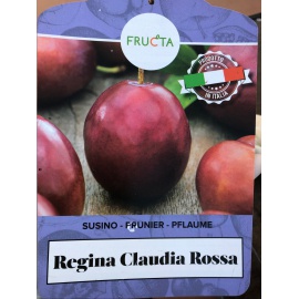 SUSINO REGINA CLAUDIA ROSSA