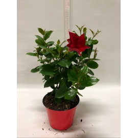 DIPLADENIA VASO CM 14 ROSSA