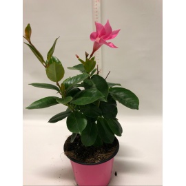 DIPLADENIA VASO CM 14 ROSA