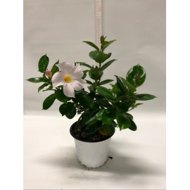 DIPLADENIA VASO CM 14 BIANCA