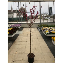 PESCO PASTA BIANCA MICHELINI 2