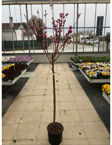 PESCO PASTA BIANCA MICHELINI