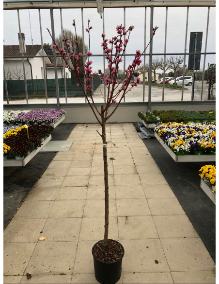 PESCO PASTA BIANCA MICHELINI