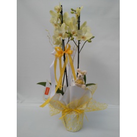 ORCHIDEA PHALAENOPSIS GIALLA CONFEZIONATO CON RETINA