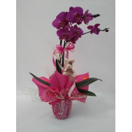 ORCHIDEA PHALAENOPSIS  CONFEZIONATO CON RETINA