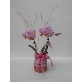 COMPOSIZIONE ORCHIDEA PHALAENOPSIS  CON CESTO