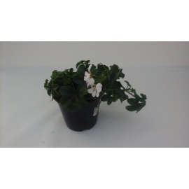 GERANEO PARIGINO BIANCO