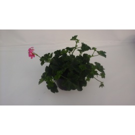 GERANEO PARIGINO LILLA