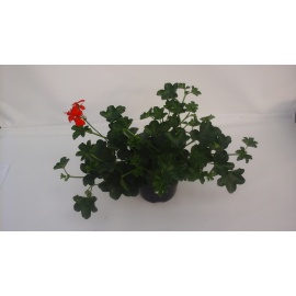 GERANEO PARIGINO ROSSO