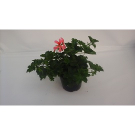 GERANEO PARIGINO ROSA