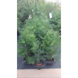 CUPRESSOCYPARIS LEYLANDII