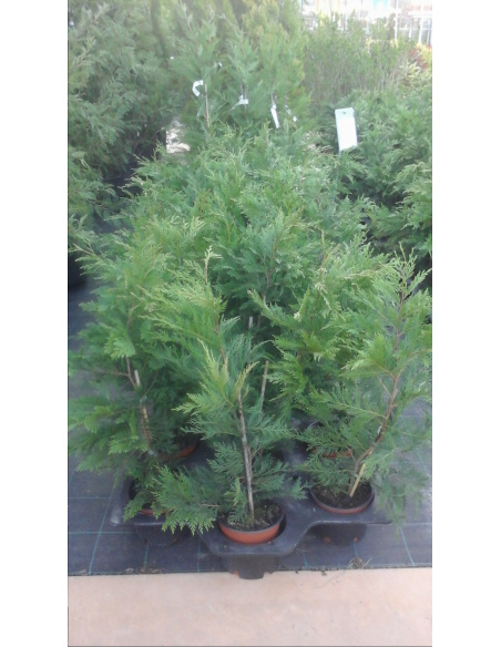 CUPRESSOCYPARIS LEYLANDII