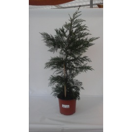 CUPRESSOCYPARIS LEYLANDII 2