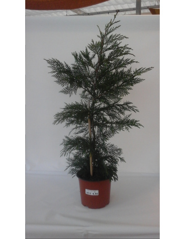 CUPRESSOCYPARIS LEYLANDII