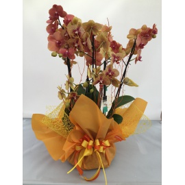 COMPOSIZIONE TRE ORCHIDEE PHALAENOPSIS CONFEZIONATE