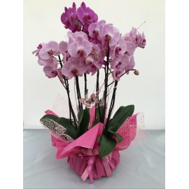 COMPOSIZIONE TRE ORCHIDEE PHALAENOPSIS CONFEZIONATE