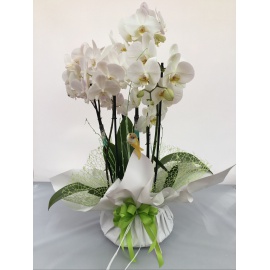 COMPOSIZIONE TRE ORCHIDEE PHALAENOPSIS CONFEZIONATE