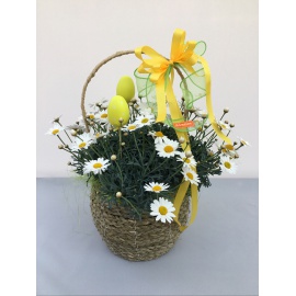COMPOSIZIONE MARGHERITA CON CESTINO IN PAGLIA 