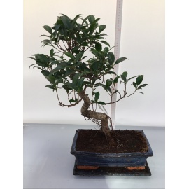 BONSAI FICUS CON VASO IN CERAMICA 