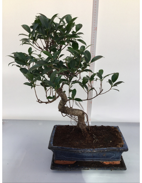BONSAI FICUS CON VASO IN CERAMICA 