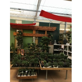 BONSAI FICUS CON VASO IN CERAMICA  2