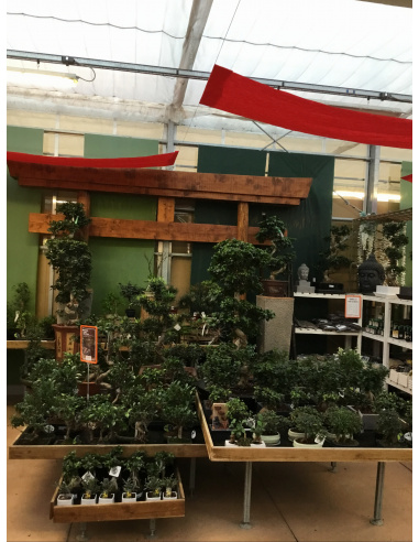 BONSAI FICUS CON VASO IN CERAMICA 