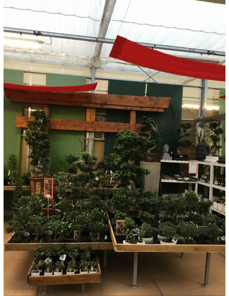 BONSAI FICUS CON VASO IN CERAMICA 