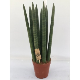 SANSEVERIA CYLINDRI V.17