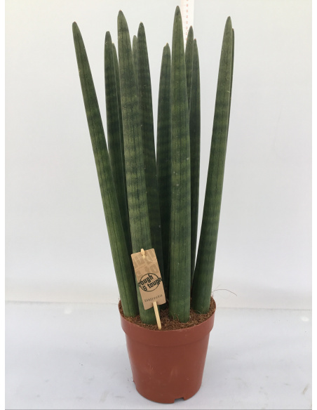 SANSEVERIA CYLINDRI V.17