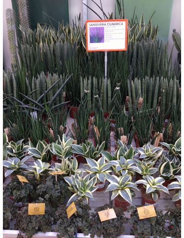 SANSEVERIA CYLINDRI V.17