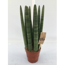 SANSEVERIA CYLINDRI V.12