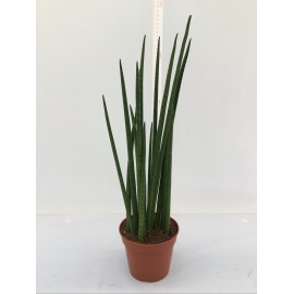 SANSEVERIA BACULARIS V.14