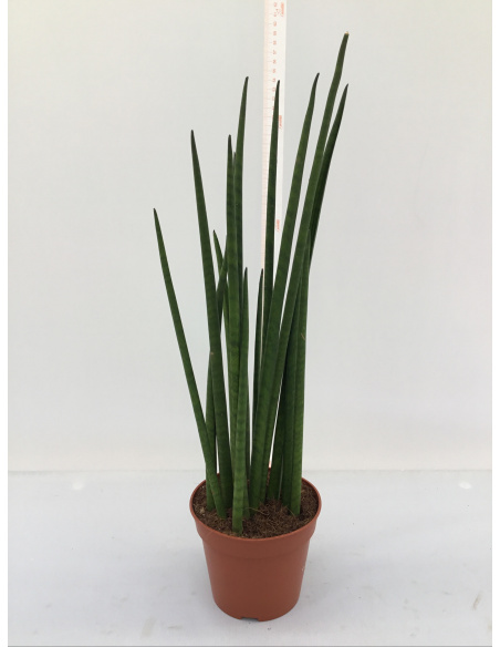 SANSEVERIA BACULARIS V.14