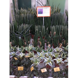 SANSEVERIA BACULARIS V.14 2