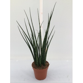 SANSEVERIA BACULARIS V.14