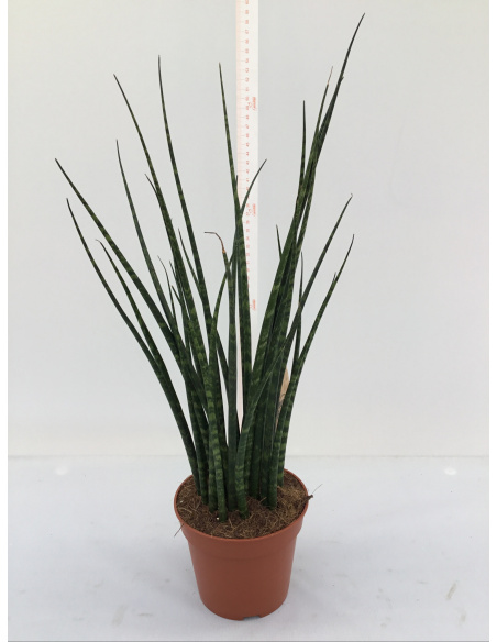 SANSEVERIA BACULARIS V.14