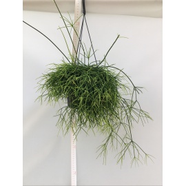 RHIPSALIS RICADENTE V.17