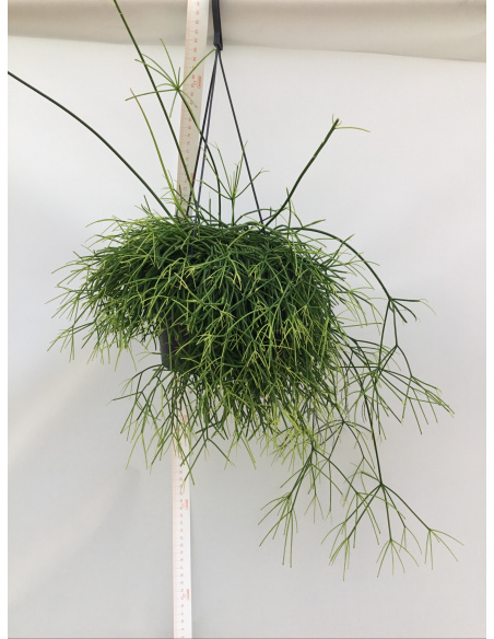 RHIPSALIS RICADENTE V.17