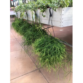 RHIPSALIS RICADENTE V.17 2