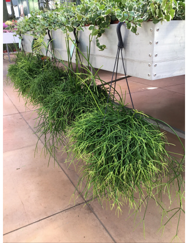 RHIPSALIS RICADENTE V.17