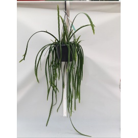 LEPISMIUM BOLIVIANUM RICADENTE V.17