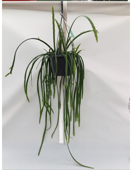 LEPISMIUM BOLIVIANUM RICADENTE V.17